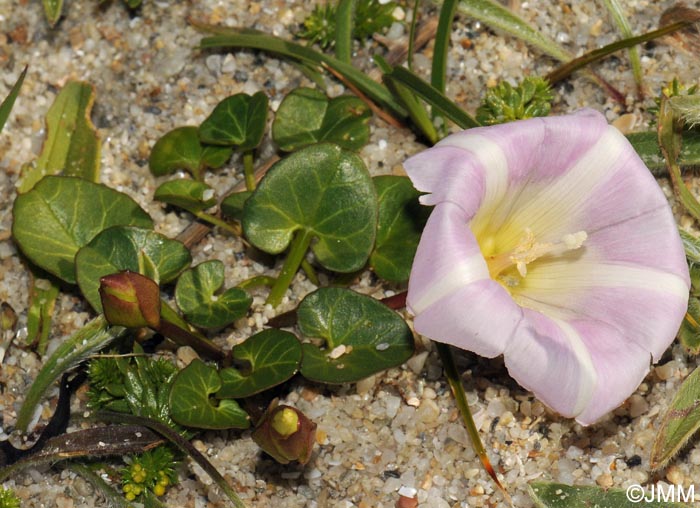 Convolvulus soldanella = Calystegia soldanella