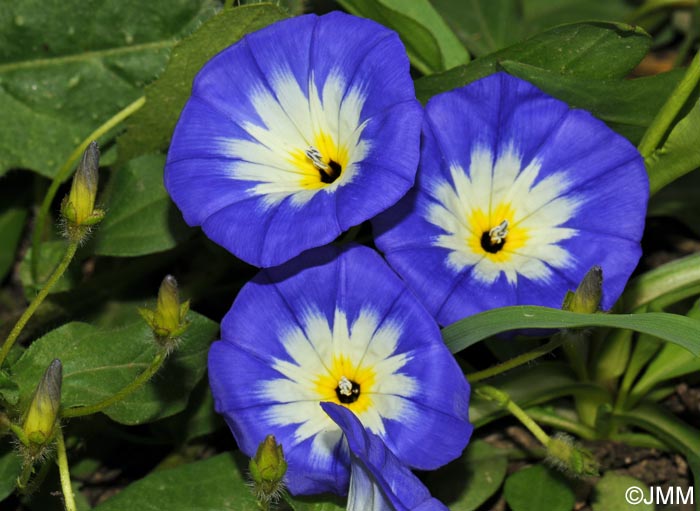 Convolvulus tricolor