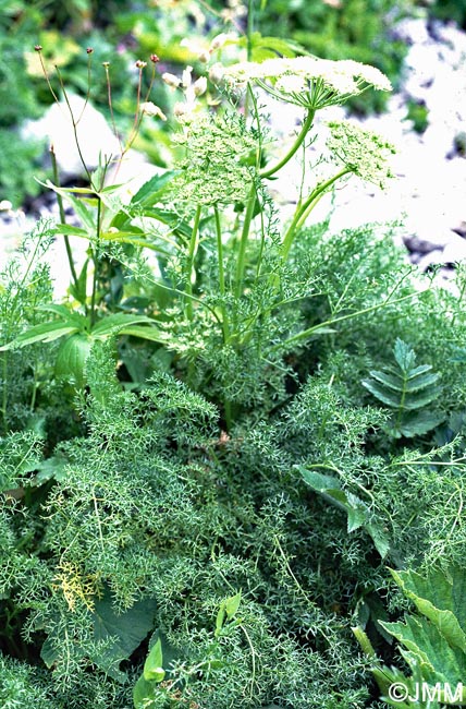 Coristospermum ferulaceum = Ligusticum ferulaceum