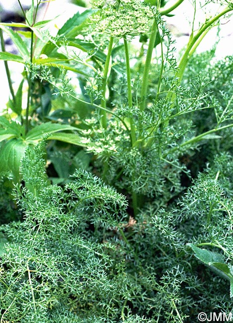 Coristospermum ferulaceum = Ligusticum ferulaceum