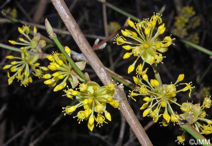 Cornus mas