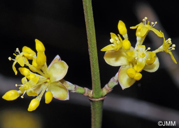 Cornus mas