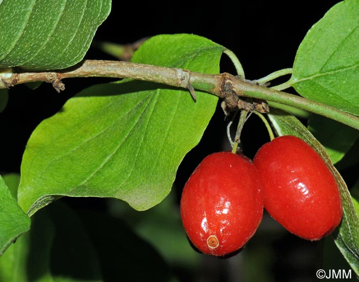 Cornus mas