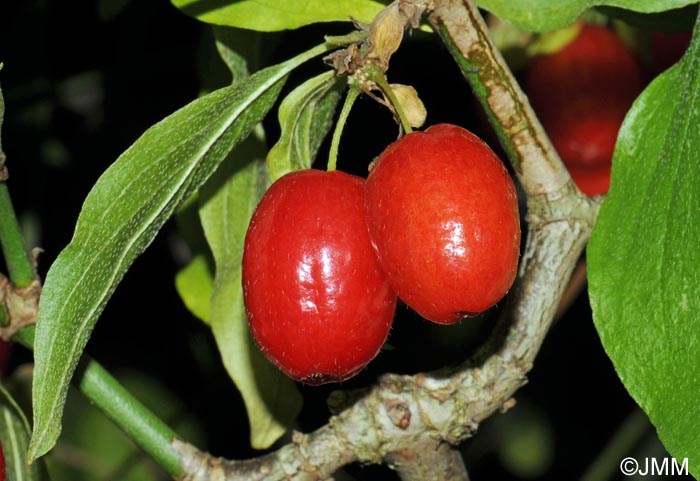 Cornus mas