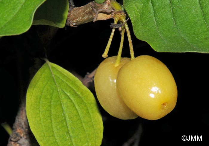 Cornus mas : forme  fruits jaunes