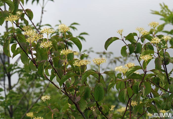 Cornus sanguinea