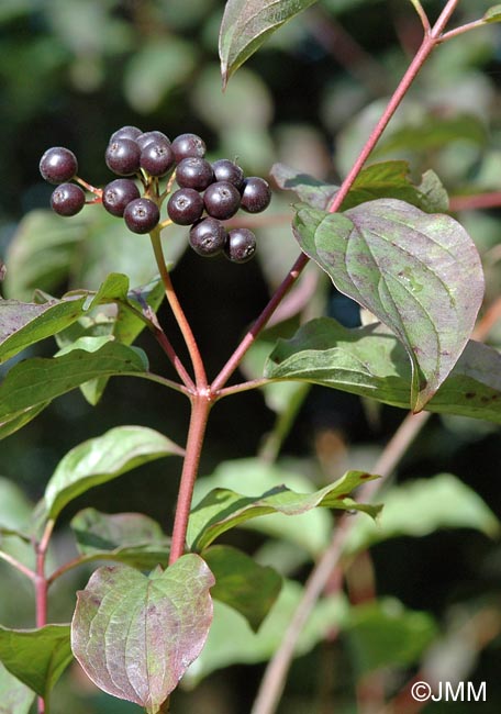 Cornus sanguinea