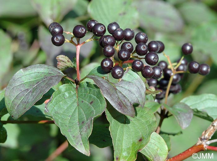 Cornus sanguinea