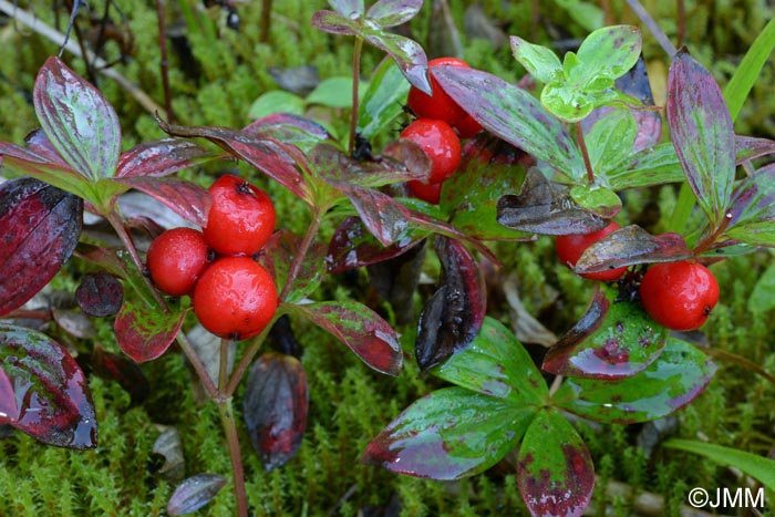 Cornus suecica