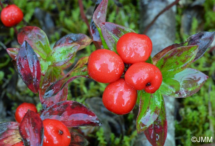 Cornus suecica