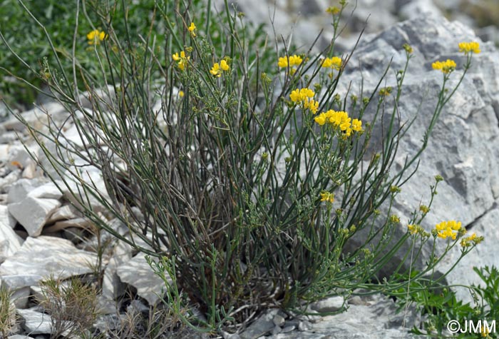 Coronilla juncea