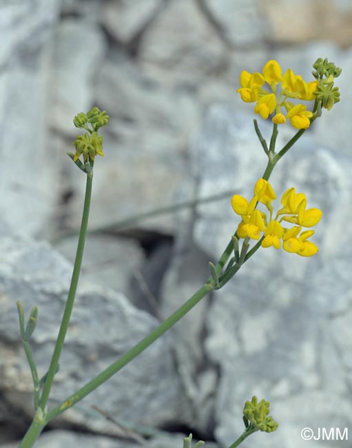 Coronilla juncea