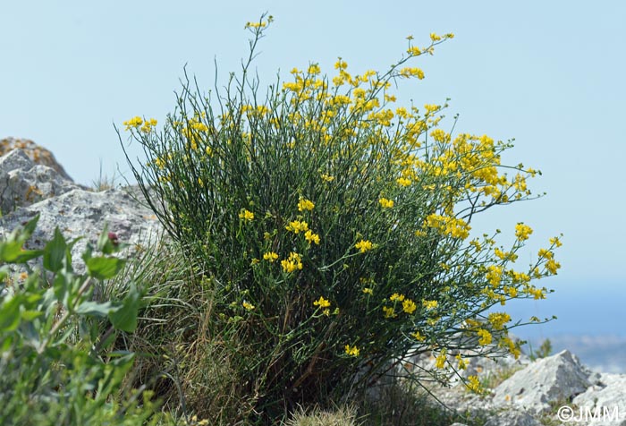 Coronilla juncea