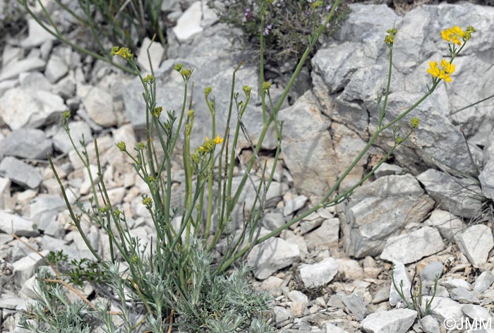 Coronilla juncea