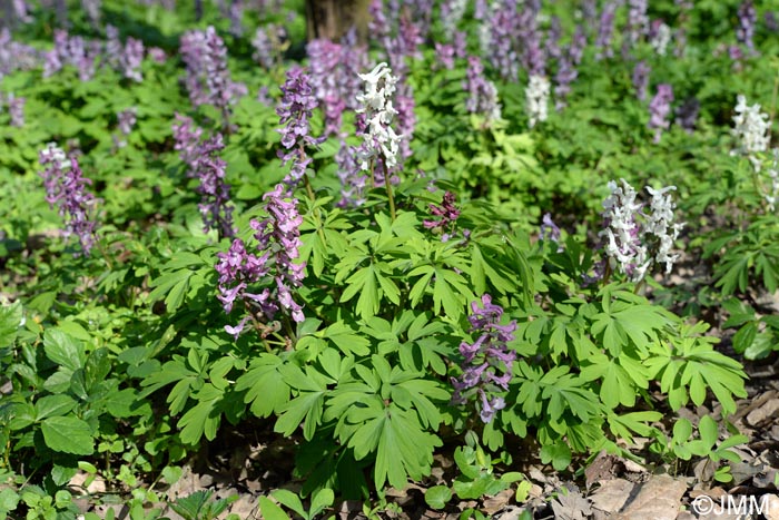 Corydalis cava