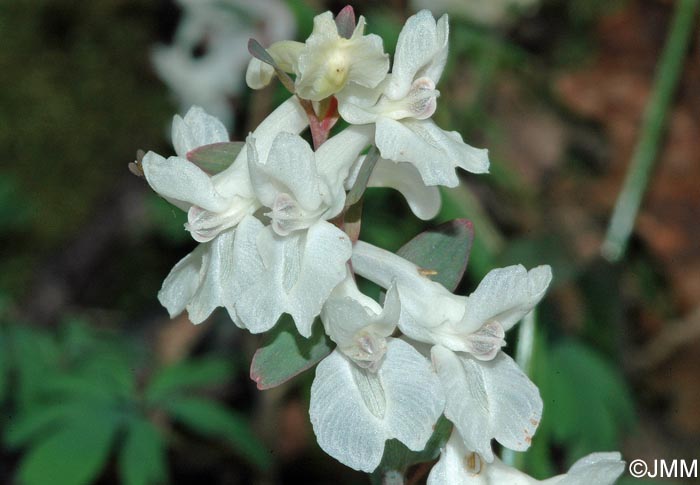 Corydalis cava