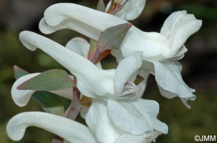 Corydalis cava