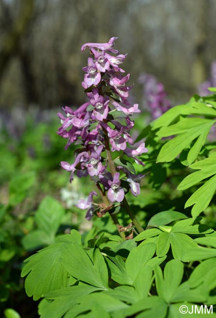 Corydalis cava