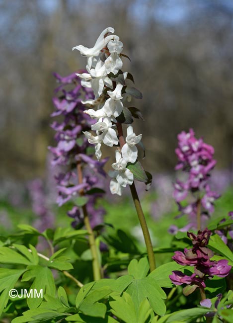 Corydalis cava