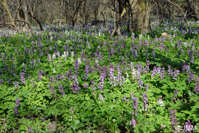 Corydalis cava