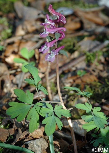 Corydalis cava