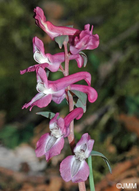 Corydalis cava