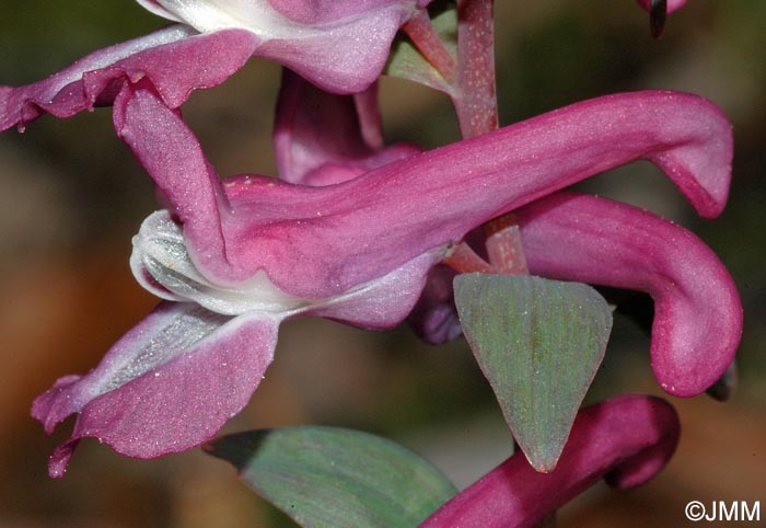 Corydalis cava