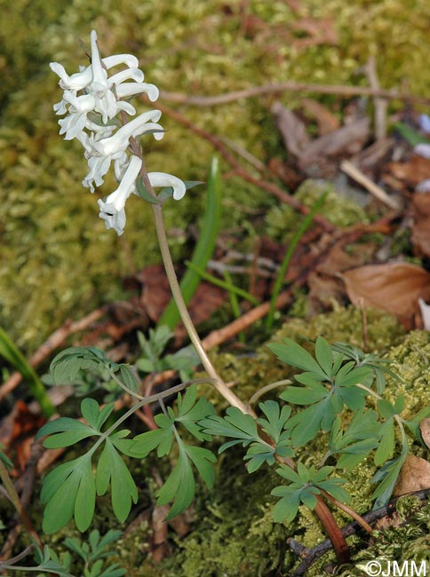 Corydalis cava