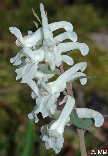 Corydalis cava