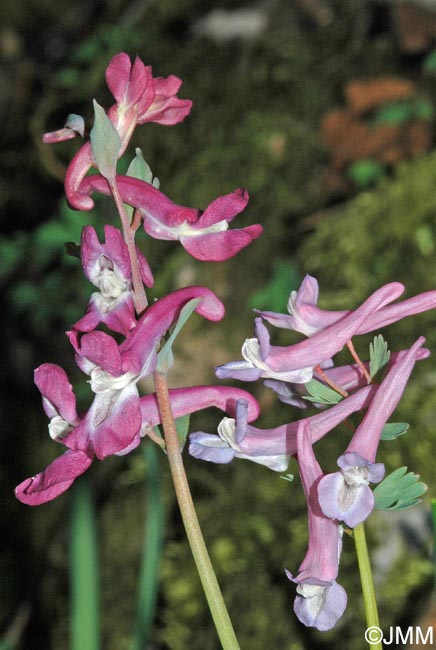 Corydalis cava & Corydalis solida