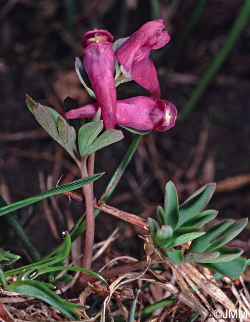 Corydalis intermedia