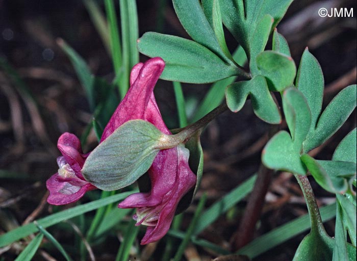 Corydalis intermedia