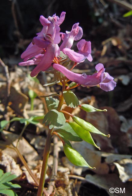 Corydalis solida