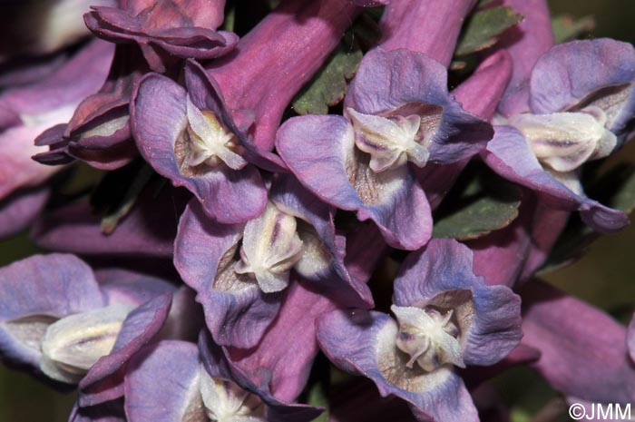 Corydalis solida