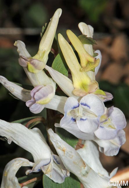 Corydalis solida