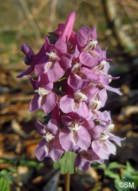 Corydalis solida