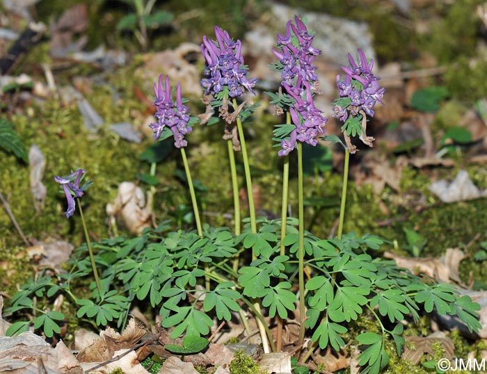 Corydalis solida