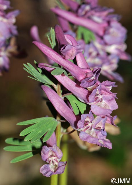 Corydalis solida