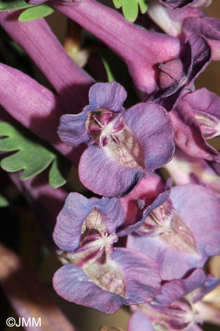 Corydalis solida