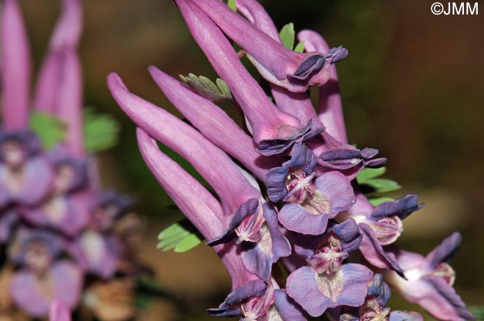 Corydalis solida