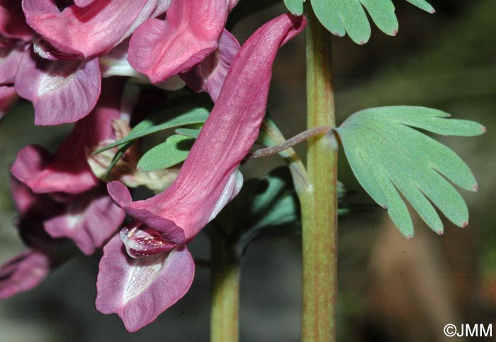 Corydalis solida