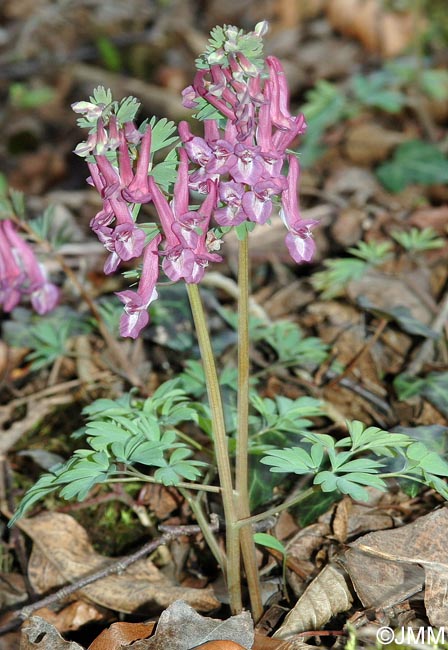 Corydalis solida