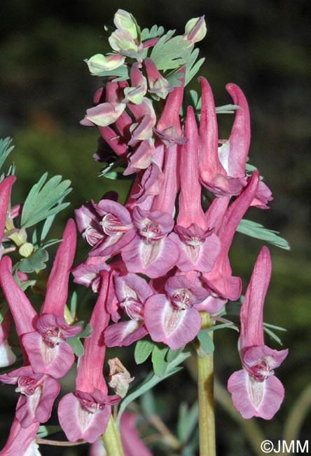 Corydalis solida