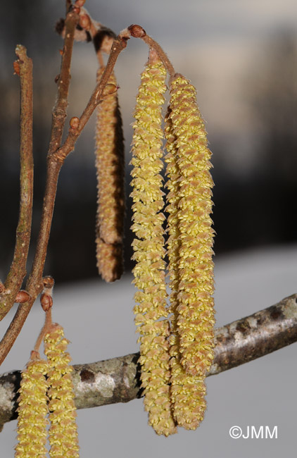 Corylus avellana : fleurs mles