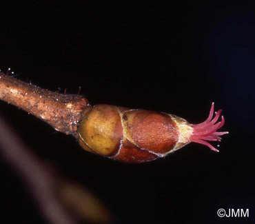 Corylus avellana : fleur femelle