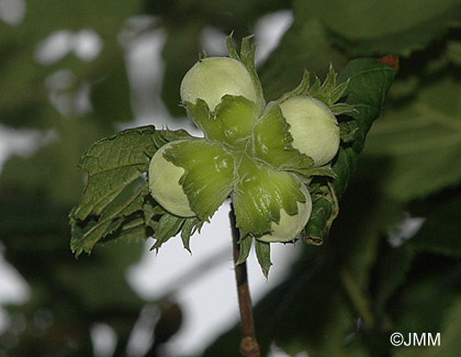 Corylus avellana : noisettes