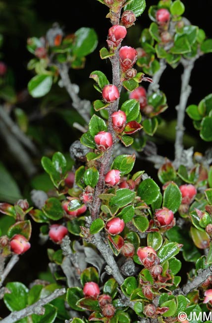 Cotoneaster horizontalis