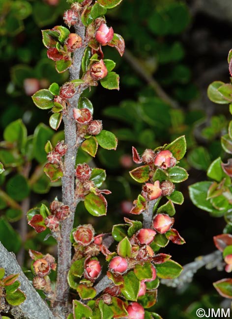 Cotoneaster horizontalis