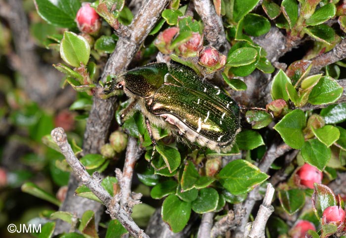 Cotoneaster horizontalis