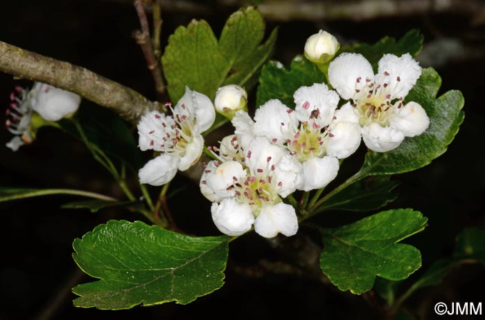 Crataegus laevigata